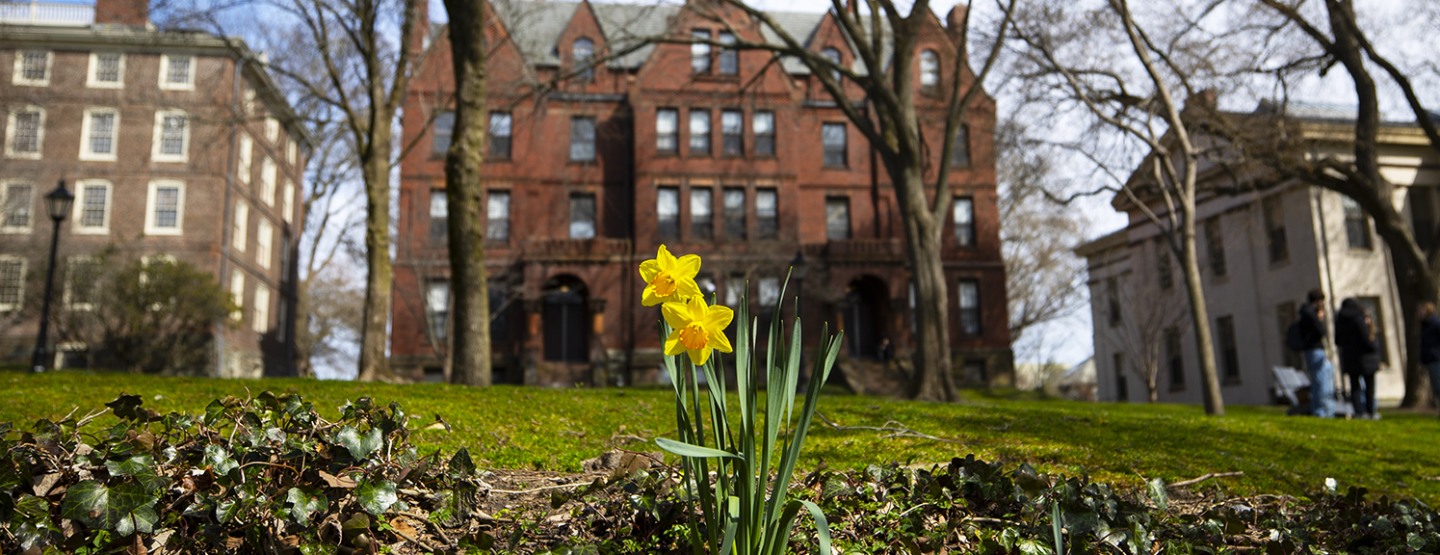 campus image with yellow tulip in foreground